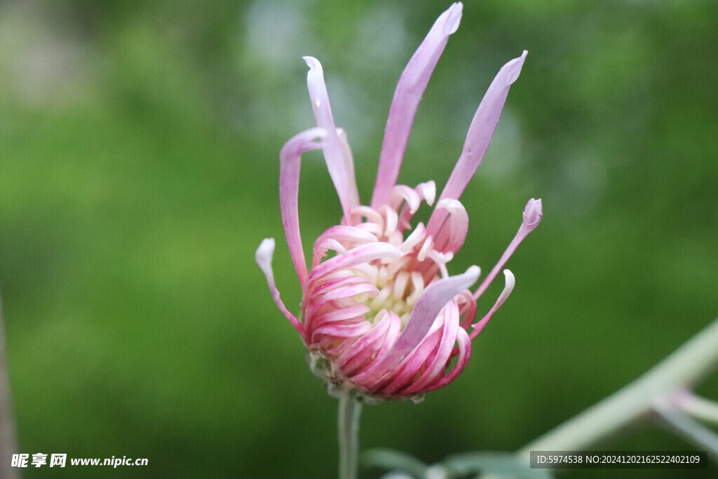 菊花 