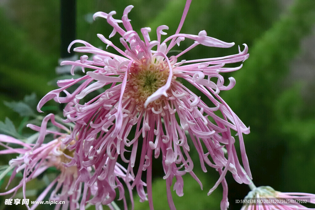 拉丝菊
