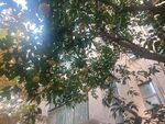 园林景观