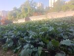 宝通寺菜苔