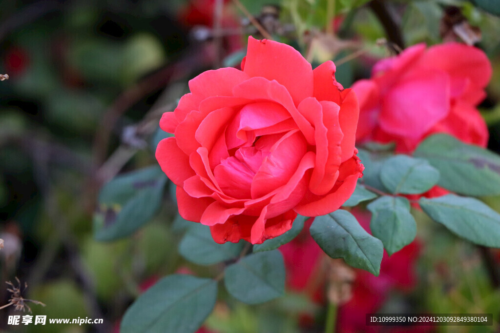 月季花