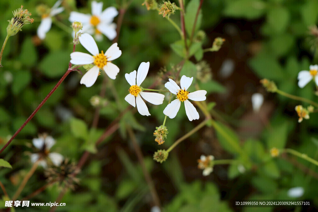 野菊花