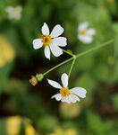 野菊花