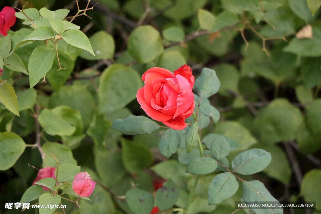 月季花