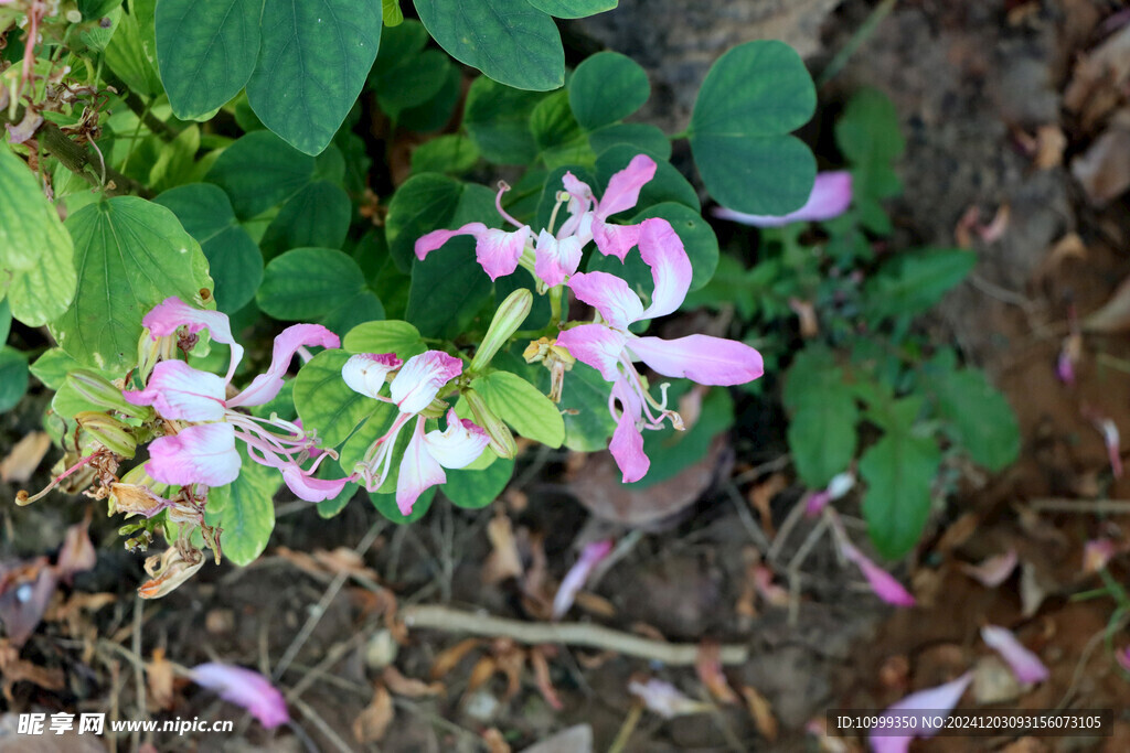 紫荆花