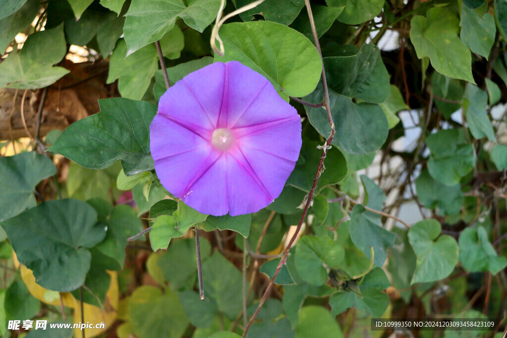 牵牛花