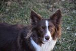 牧羊犬