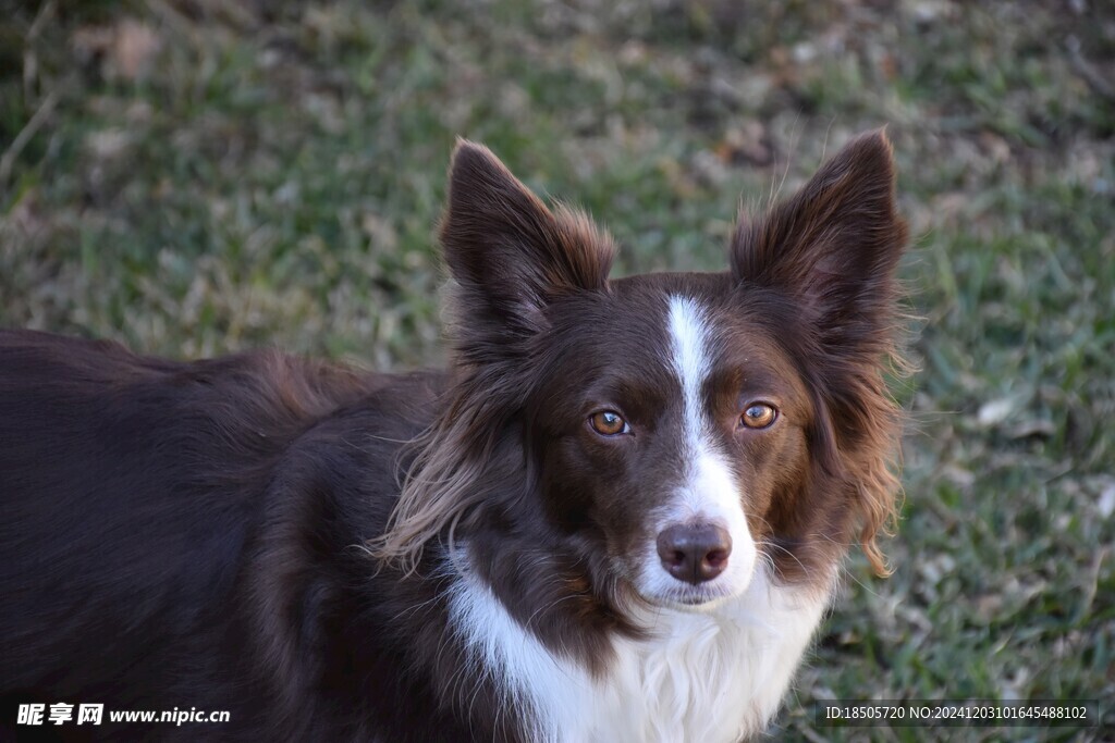 牧羊犬