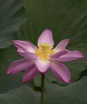 莲花