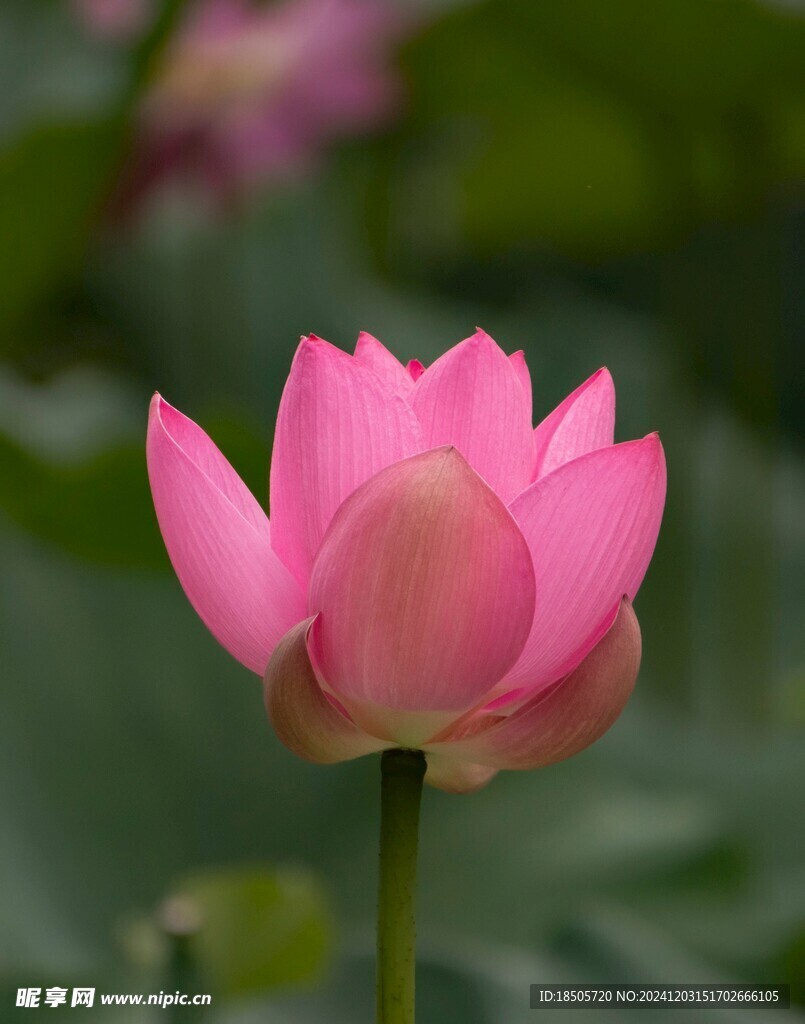 莲花