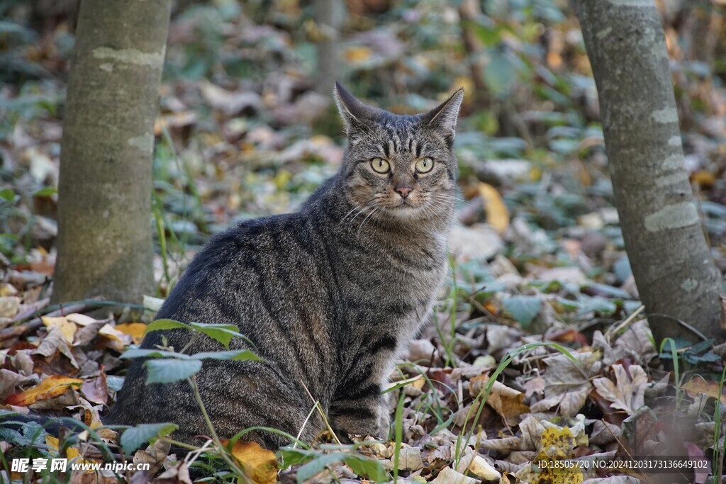 猫