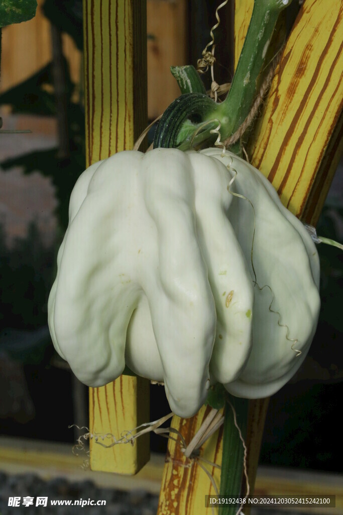 南瓜   