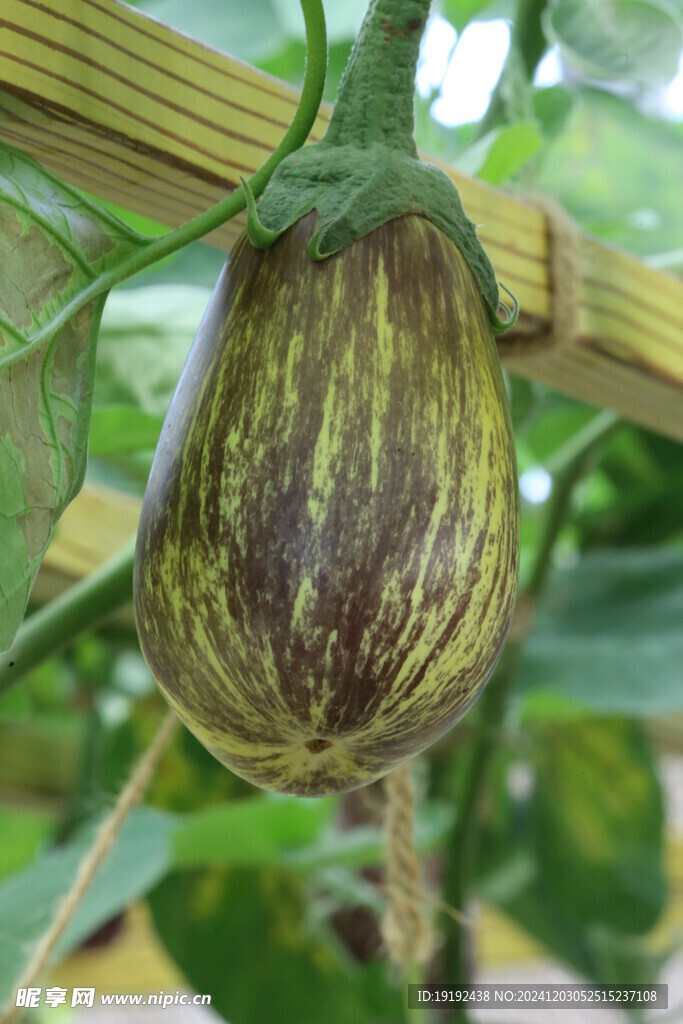 彩茄 
