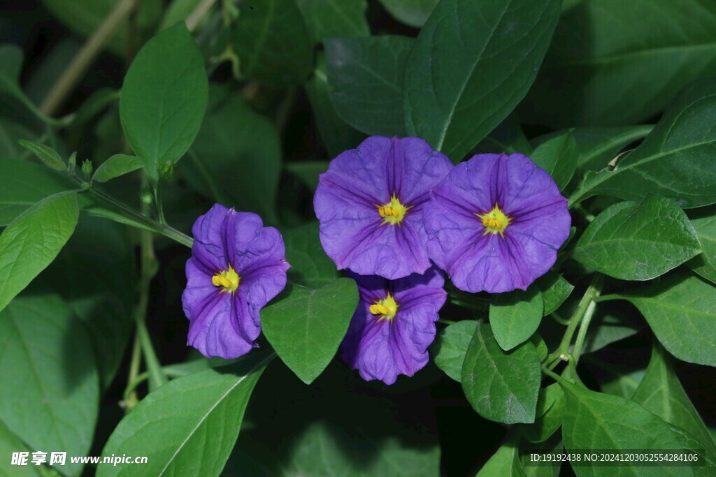 蓝花茄  