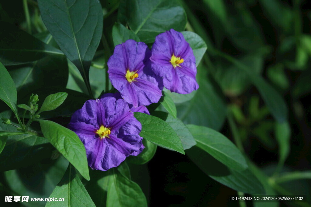 蓝花茄 