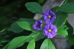 蓝花茄 