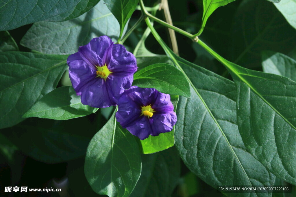 蓝花茄 