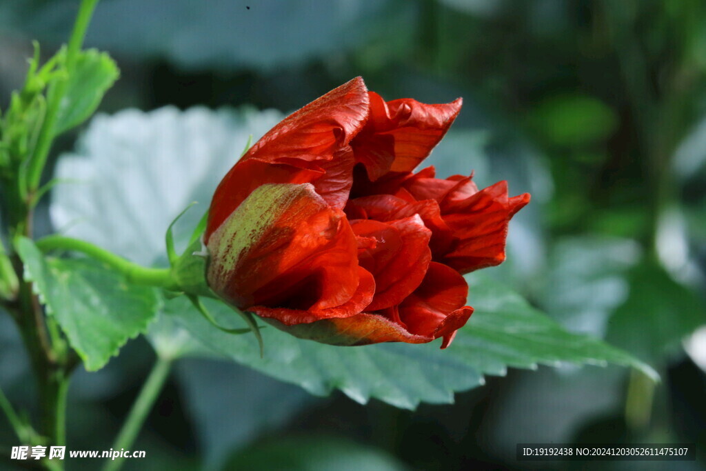 朱槿花  