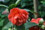 山茶花 