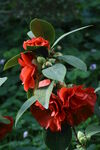 山茶花  