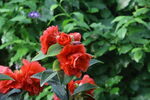 山茶花 