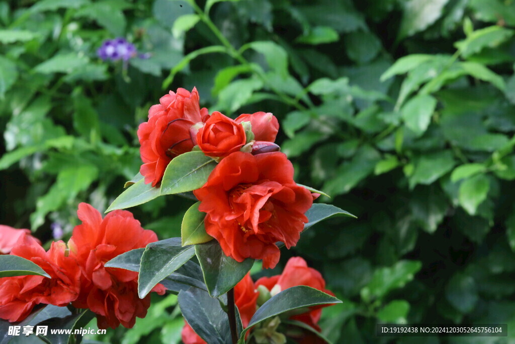 山茶花 