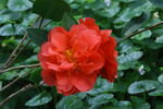 山茶花 