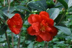 山茶花  