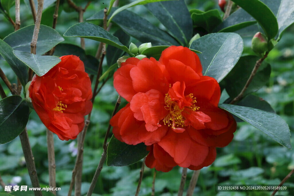 山茶花  