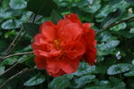 山茶花  