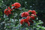 山茶花 