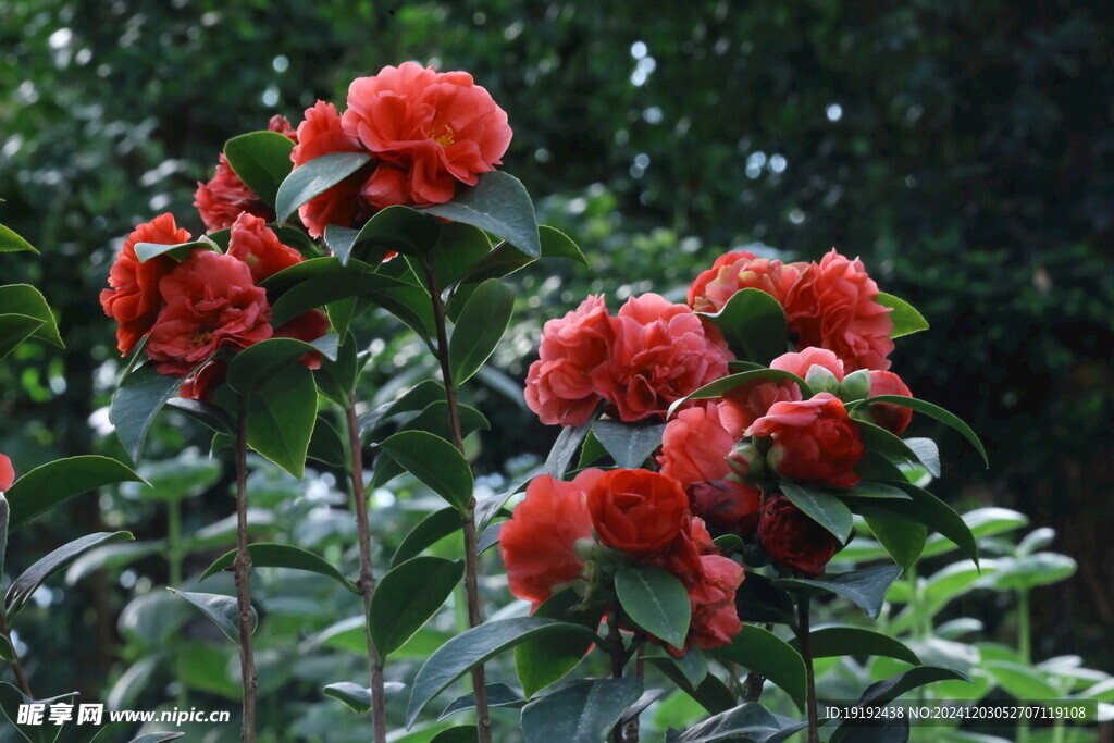 山茶花 