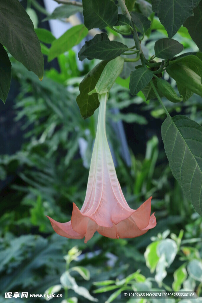 曼陀罗花 