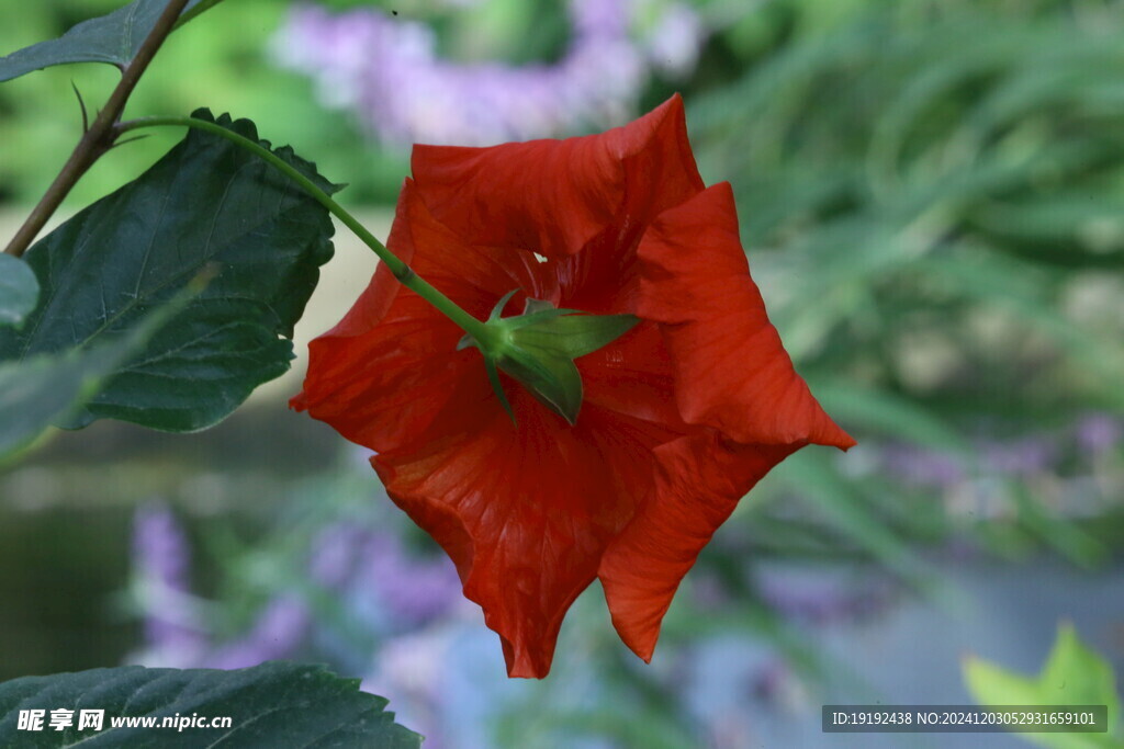 朱槿花 