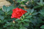 杜鹃花  