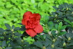 杜鹃花 