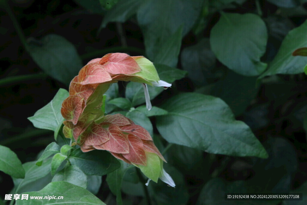 虾衣花  