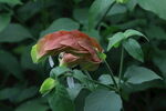 虾衣花  