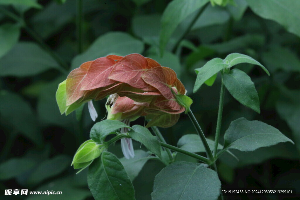 虾衣花  