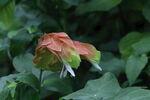 虾衣花 