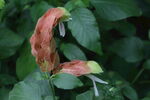 虾衣花 