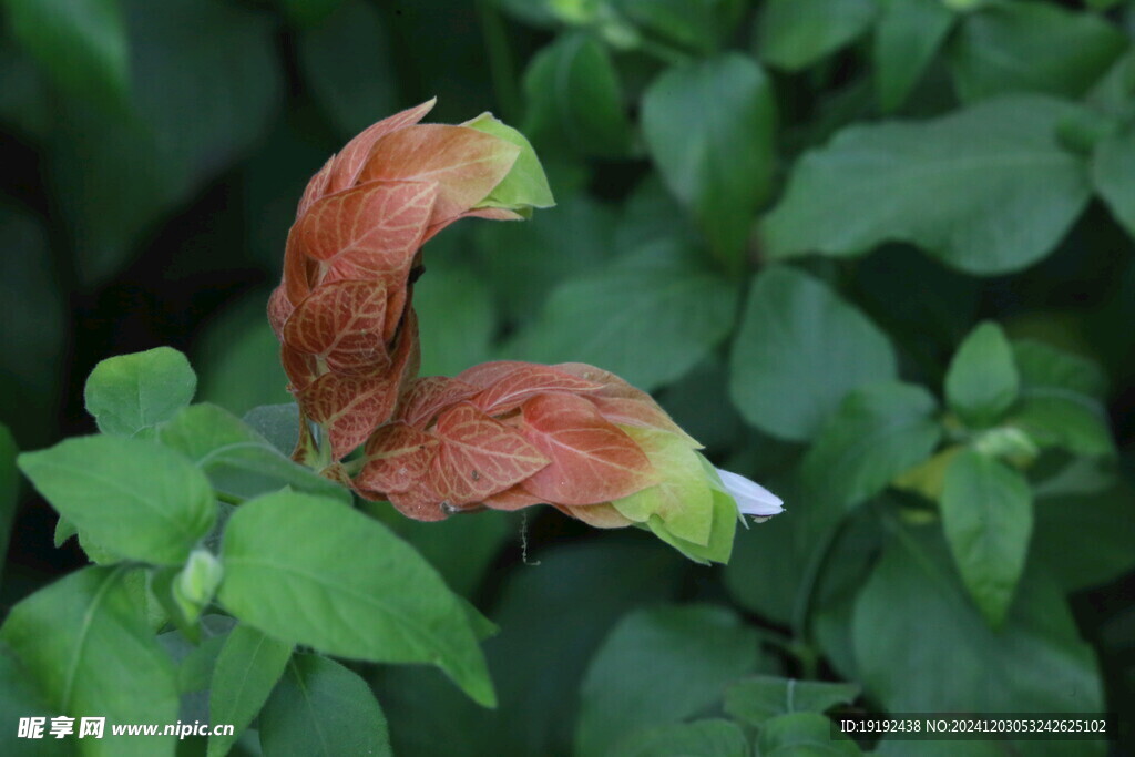 虾衣花  