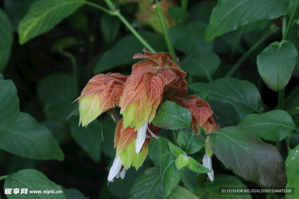 虾衣花 