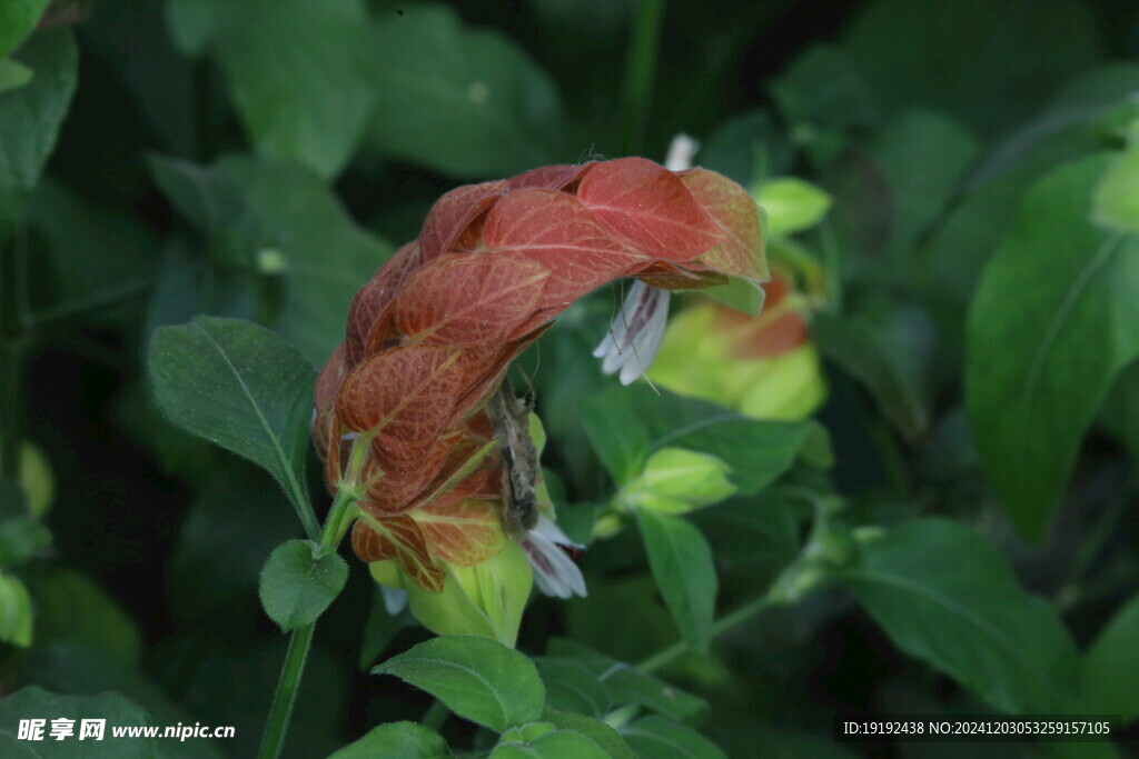 虾衣花 