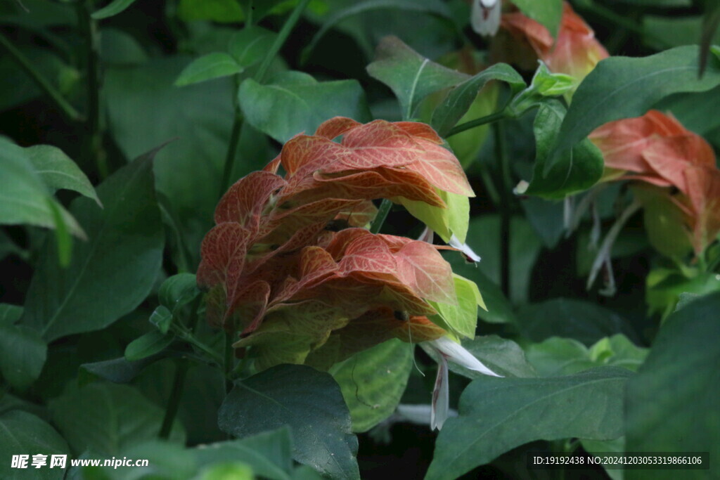 虾衣花 