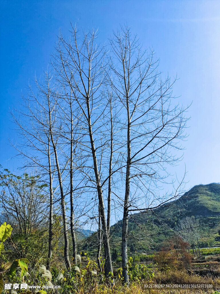 蓝天树枝远山