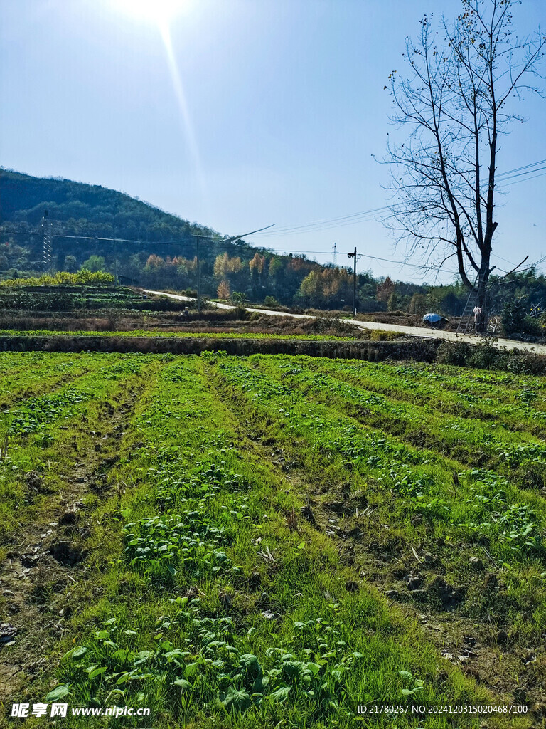 菜地风景