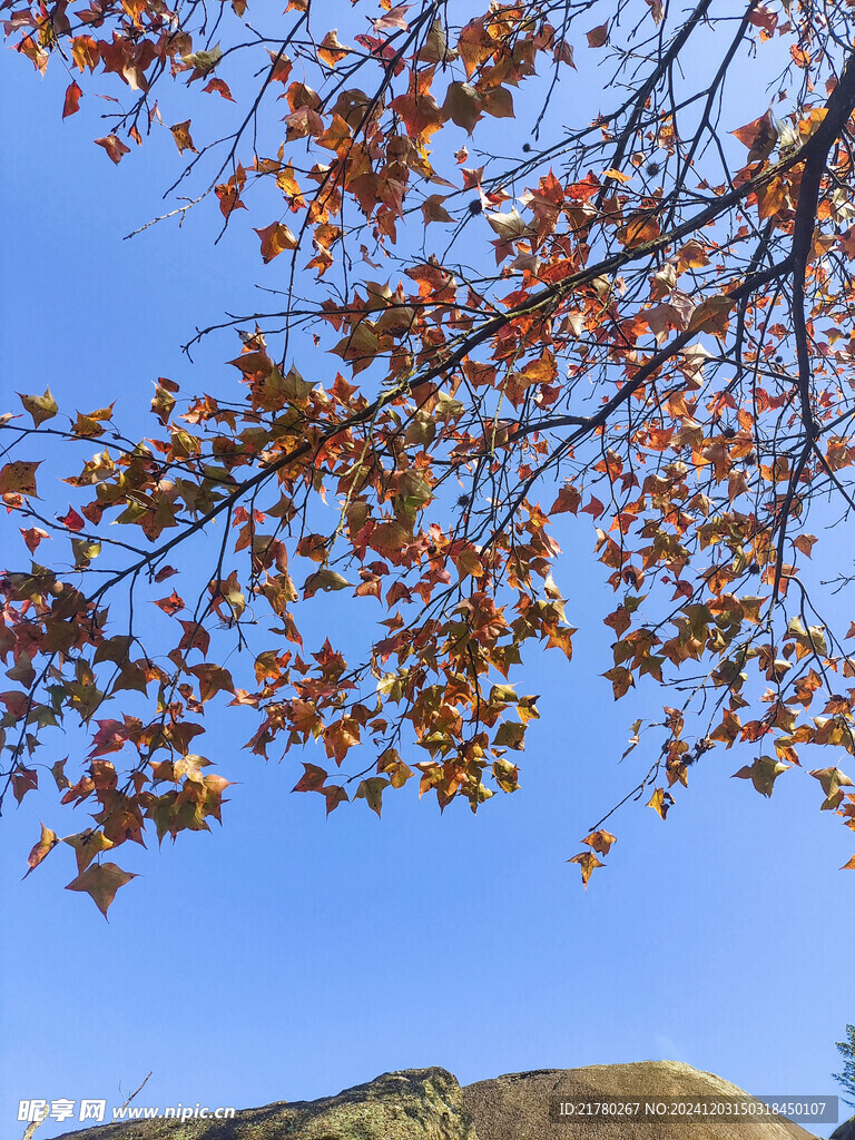 蓝天树枝