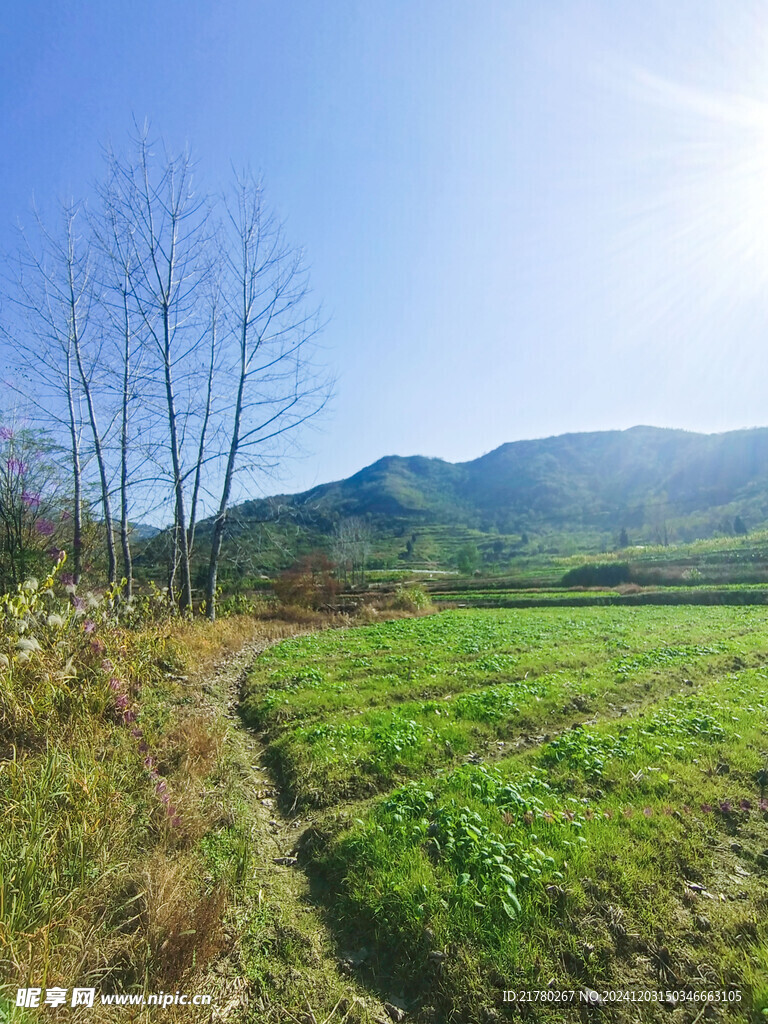 田间风光