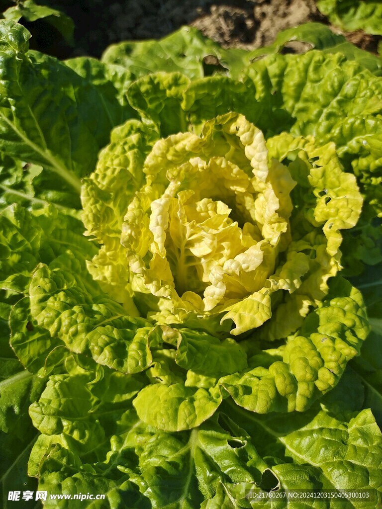 大白菜
